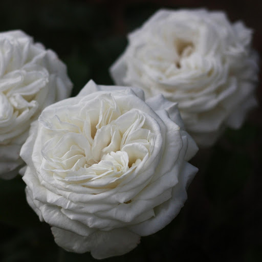 Hd-177557-ascw177557