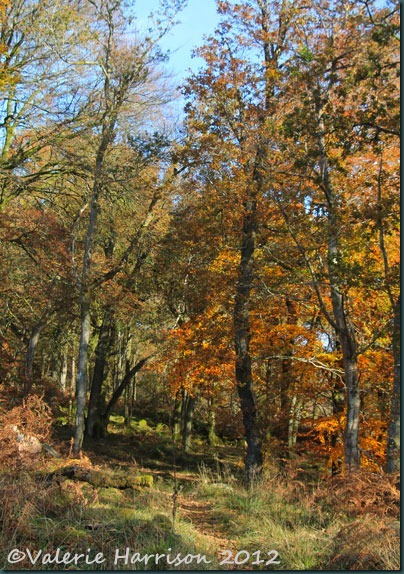 13-Autumn-woodland