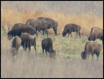 Buffalo, horses & deer 005