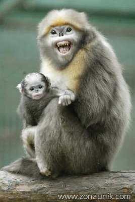 snubnosedmonkey