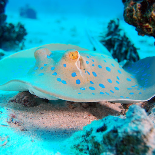 Hd-161396-ascw161396