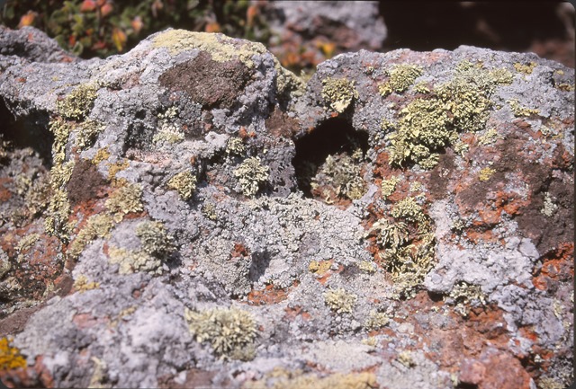 masso colonizzato da licheni -F.Pivani