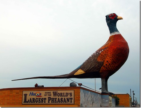 Pheasant 2