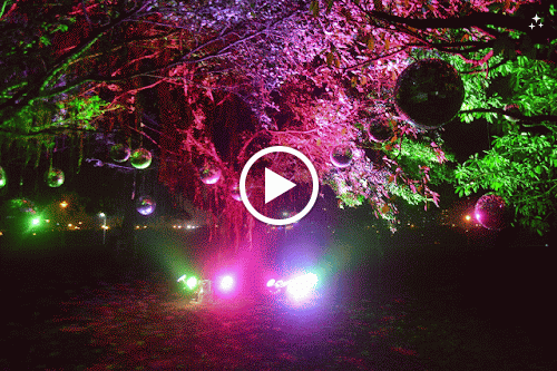 DSC_0658-TWINKLE.gif