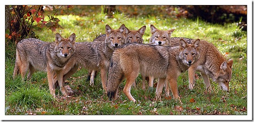 koyotes