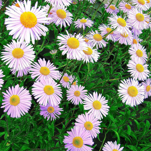 Hd-163860-ascw163860