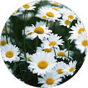Josie Haydock profile picture