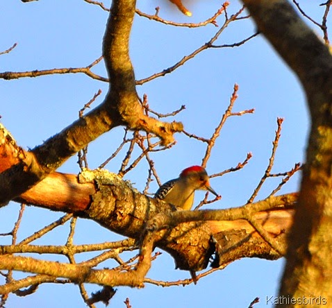 4. red-bellied woodpecker in maine-kab