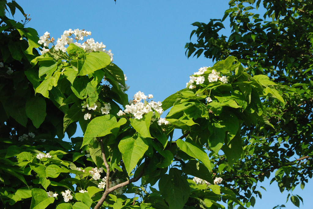 Gaia Garden Community Rules Prairie Larkspur and Friends