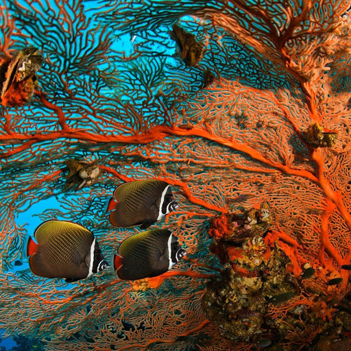 Hd-148046-ascw148046