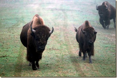 deussen park bison