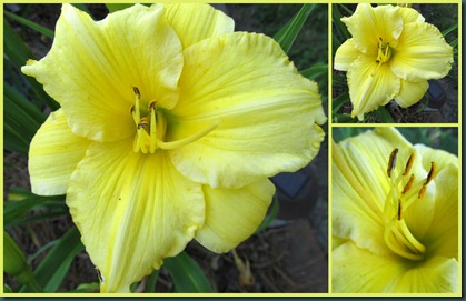 yellow day lilies0608