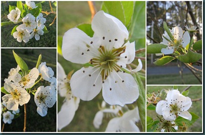 pear blooms