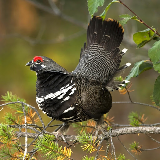 Hd-147436-ascw147436