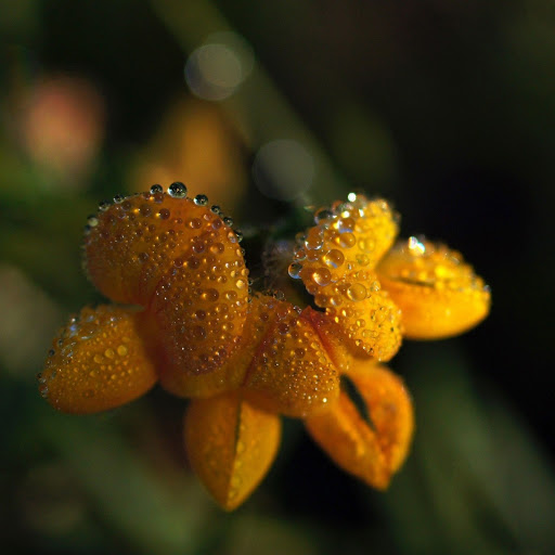 Hd-132243-ascw132243