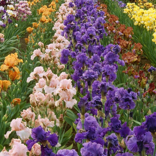 Hd-142557-ascw142557