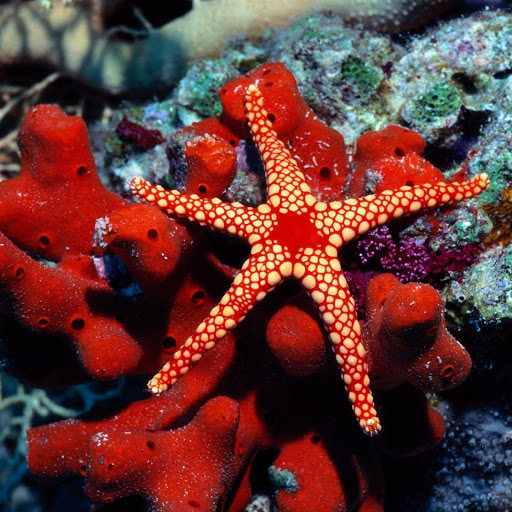 Hd-148057-ascw148057