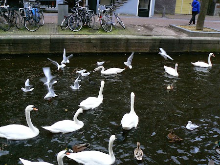 Lebede Amsterdam pe canale