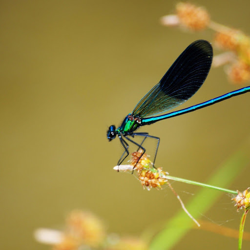 Hd-172830-ascw172830