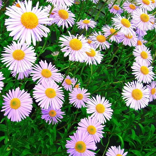 Hd-155768-ascw155768