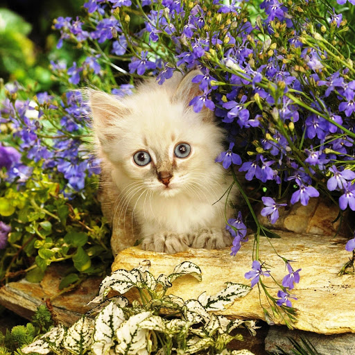 Hd-146347-ascw146347