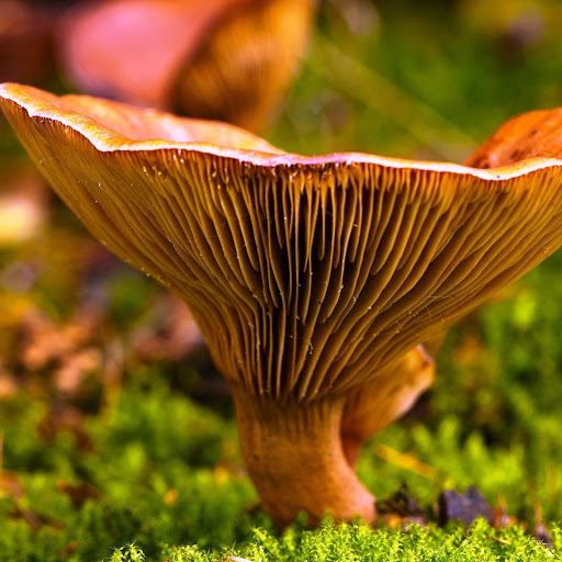 Hd-174925-ascw174925