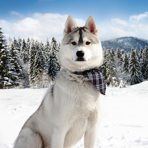 Hd-141740-ascw141740