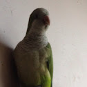 Monk parakeet or Quaker parrot