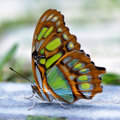 Hd-151961-ascw151961