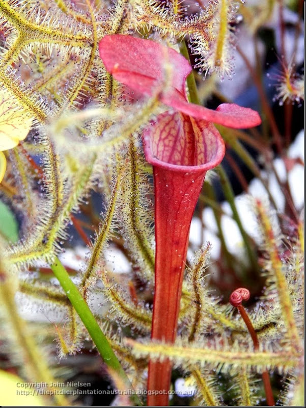 atropurpurea seedling