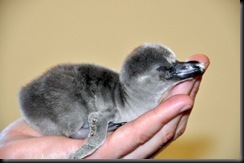 Penguin chick in hand DSC_0015