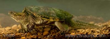 Common-Snapping-Turtle-Chelydra-serpentina Common-Snapping-Turtle-Chelydra-serpentina