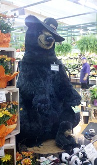 newport market bear