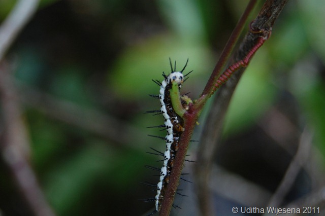 DSC_0896 DSC_0896