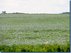 2122 Saskatchewan TC-1 East - flax crop fields