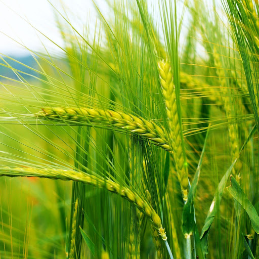 Hd-163721-ascw163721