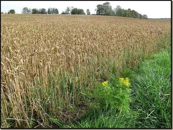 Field near Glaze Brook, Salford