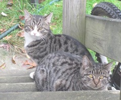 Stray kitties 11.2011 on porch steps
