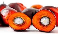 Frutti tagliati di palma da olio (con nocciolo o palmisti)