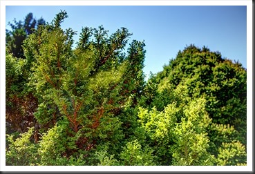 HDR photo of evergreens at Hershey Gardens