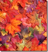 20090416_autumn_leaves