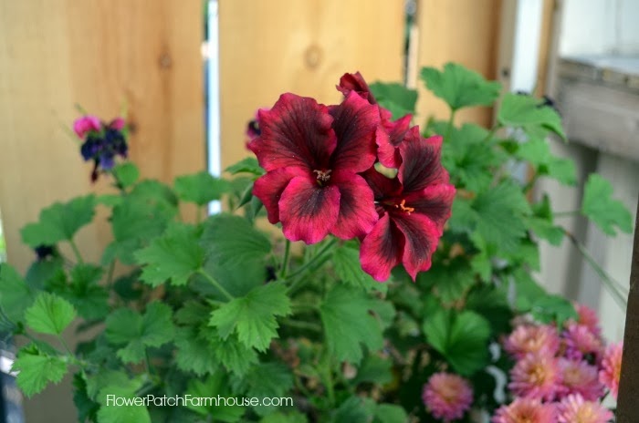 [martha%2520washington%2520geranium%255B4%255D.jpg]