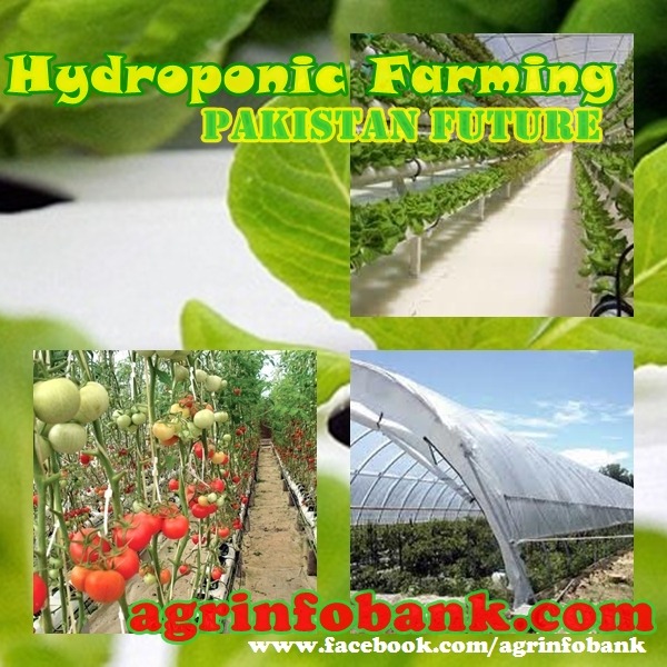 Hydroponic Farming- Pakistan Future