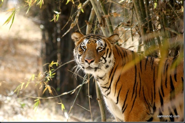 Panthera tigris - small