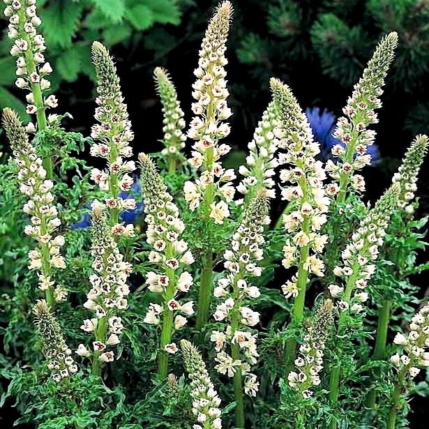 [Reseda%2520odorata1%255B6%255D.jpg]