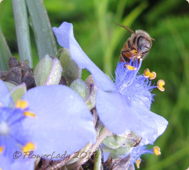 05-16-spiderwort-bee