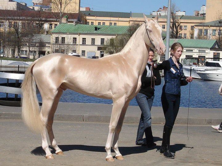 akhal-teke_297358.jpg