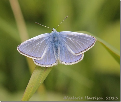 66-common-blue