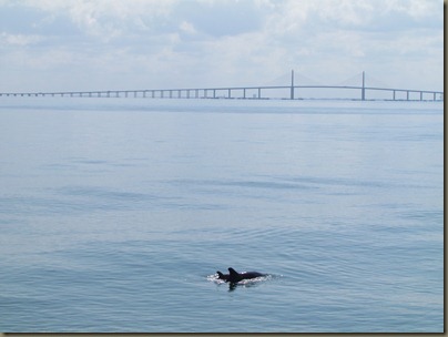 mama and baby dolphin at skyway