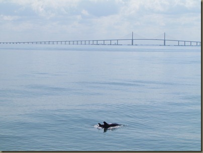 mama and baby dolphin at skyway mama and baby dolphin at skyway